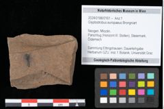 Foto (Objekt + Etikett) von Glyptostrobus europaeus Brongniart (NHMW-GEO-2024-0188-0161)